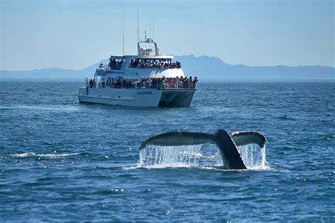 whale watching ventura county